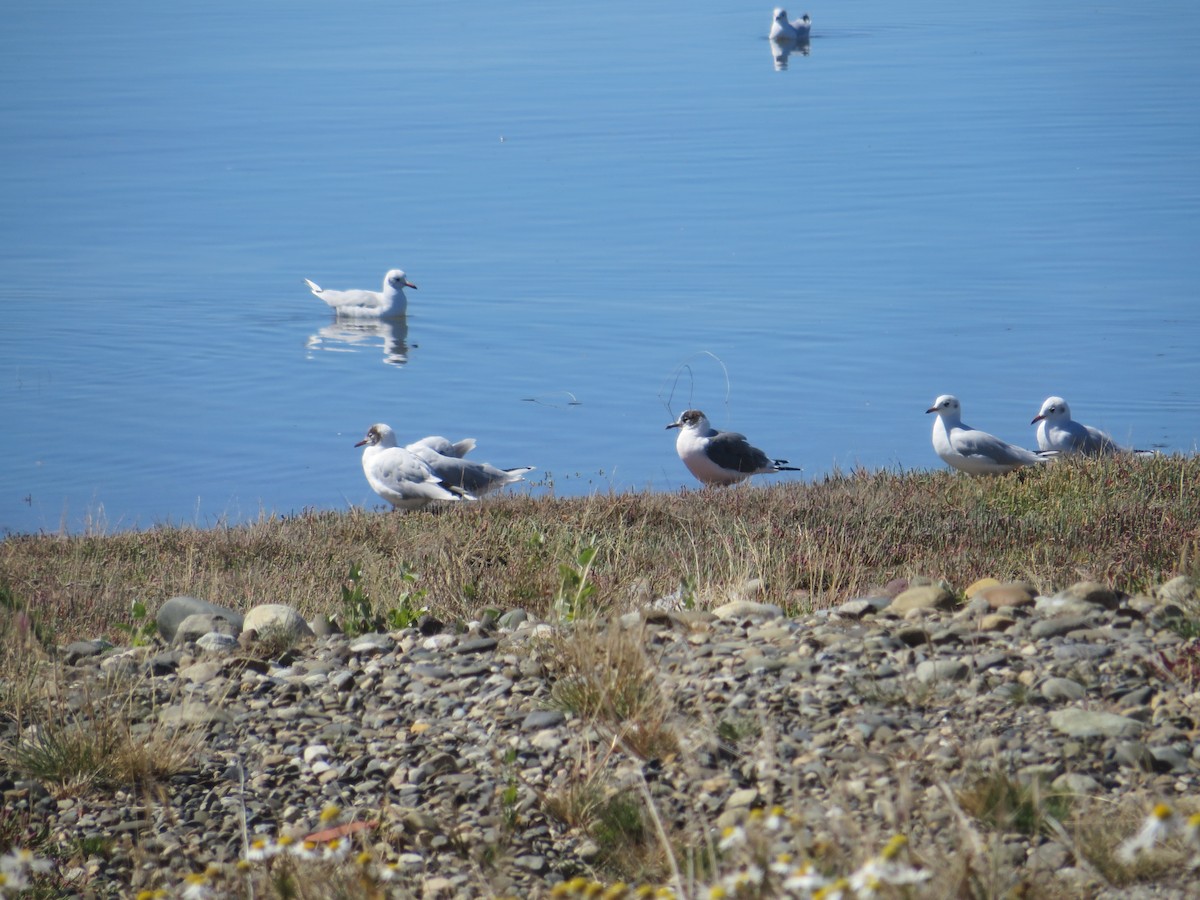 Franklin's Gull - ML412833361