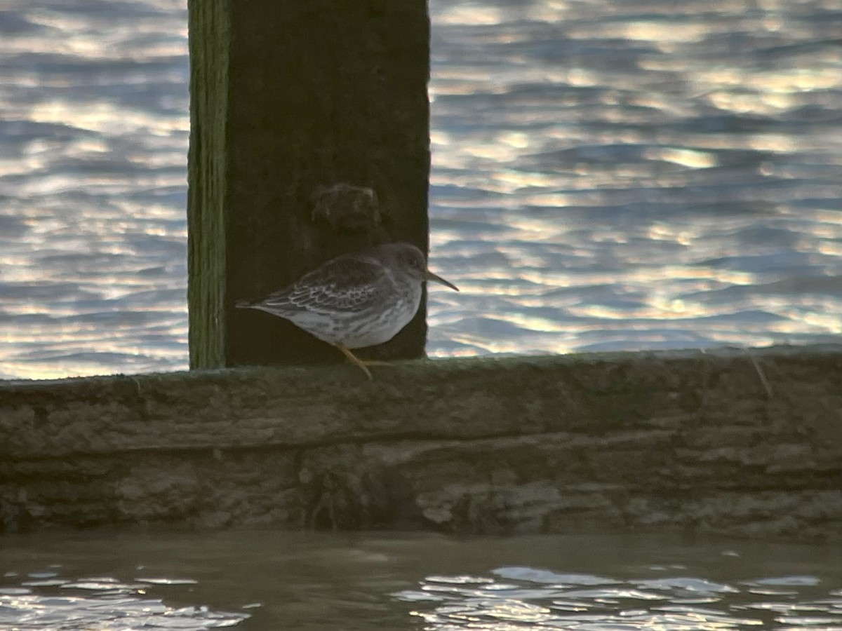 Purple Sandpiper - David Campbell