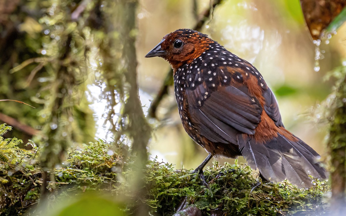 Perlmanteltapaculo - ML412835321