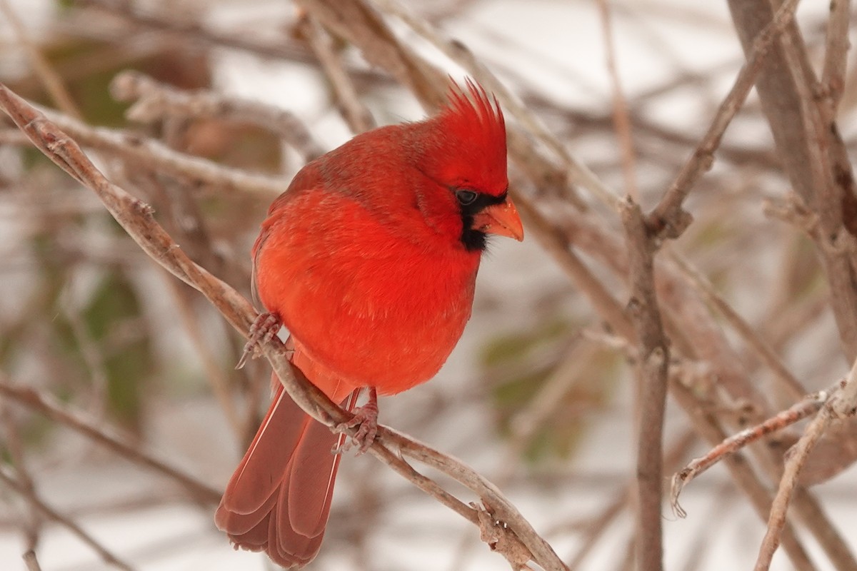 Northern Cardinal - ML412835441