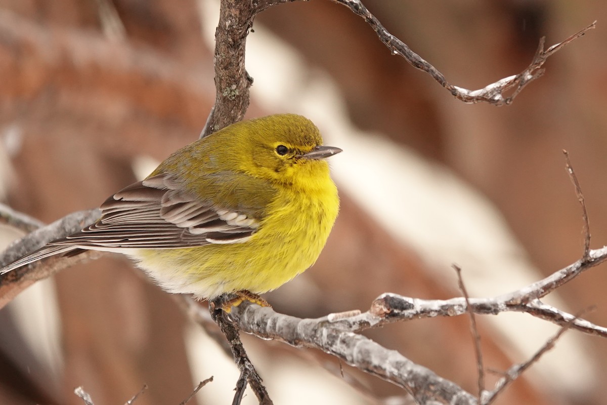 Pine Warbler - ML412836361