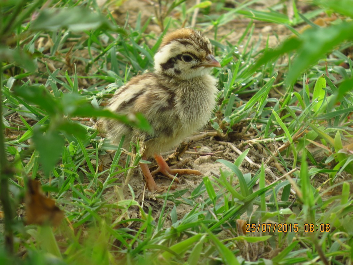 Gray Francolin - ML41283651