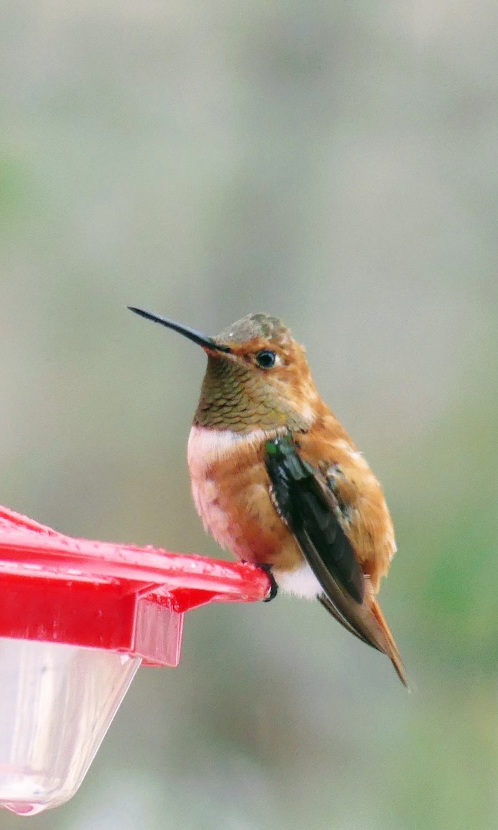 Rufous Hummingbird - ML412838141