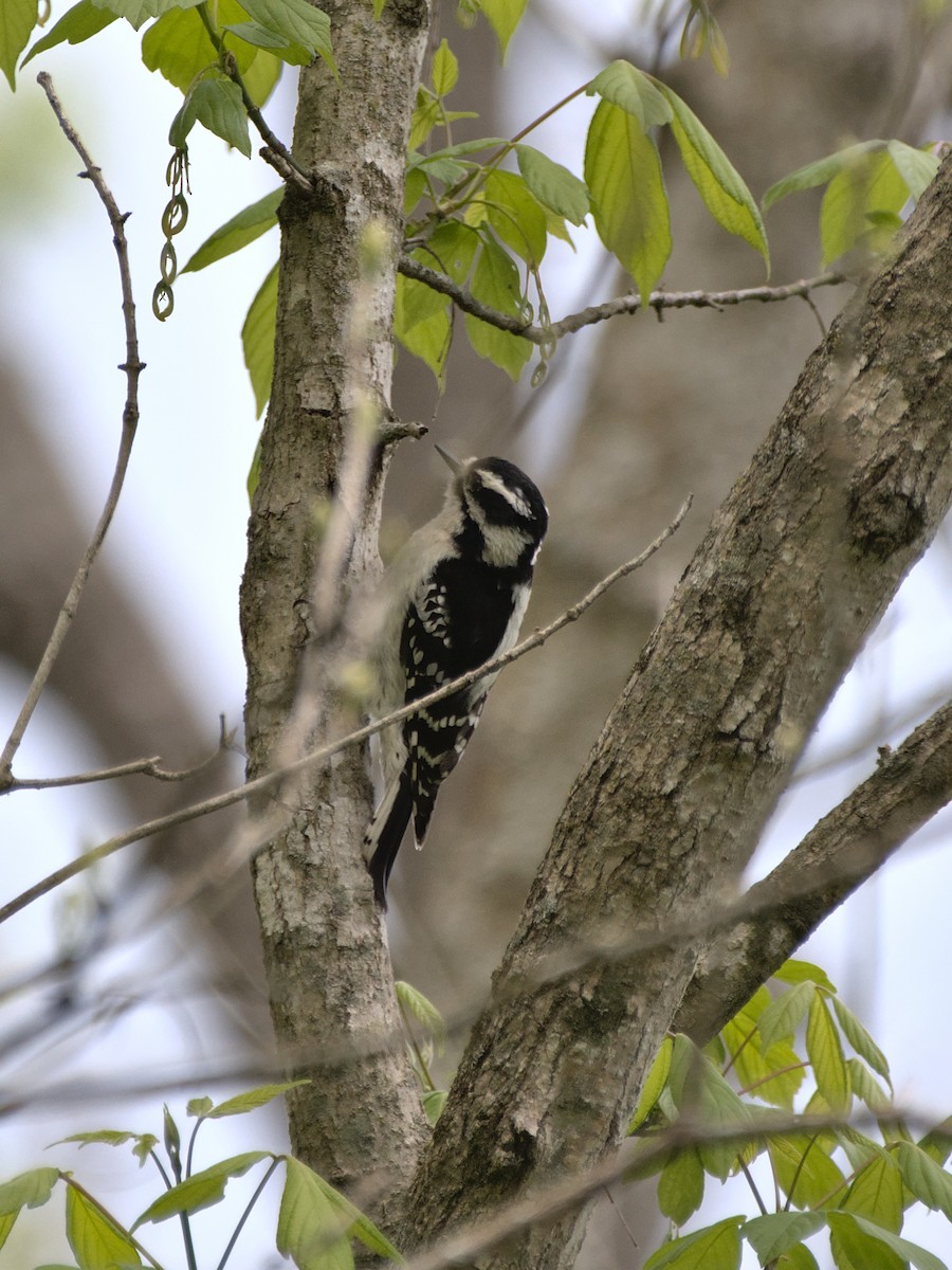 Downy Woodpecker - ML412839911