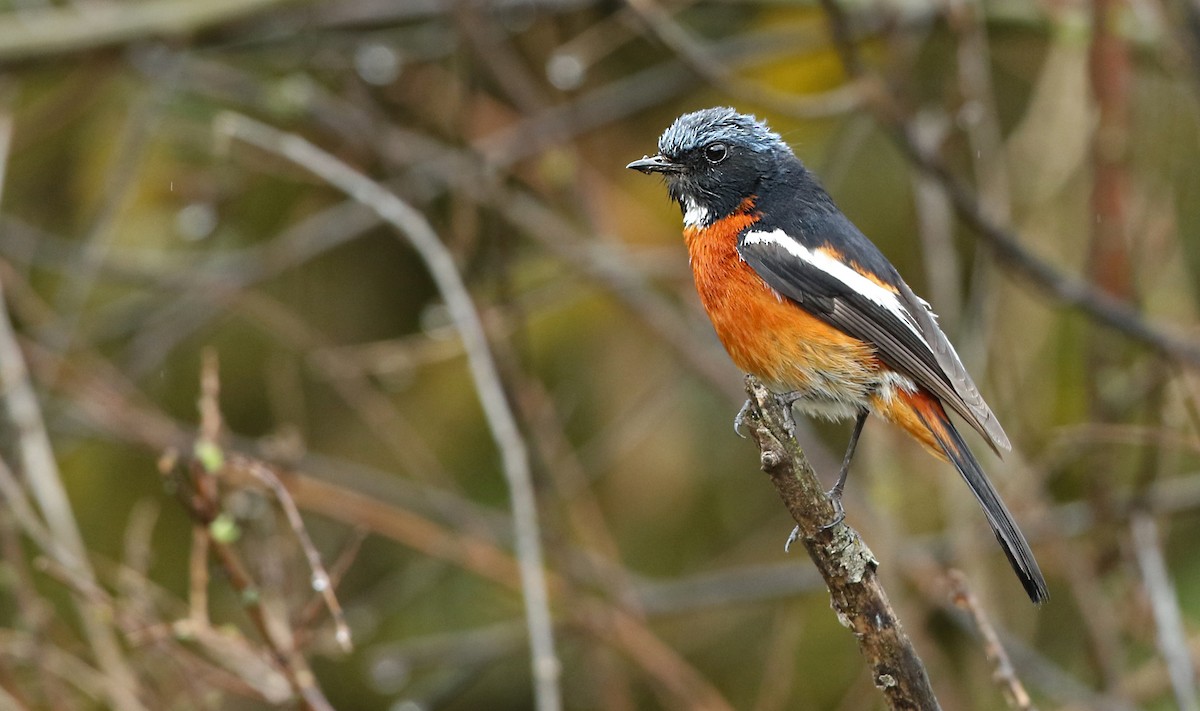 White-throated Redstart - Luke Seitz