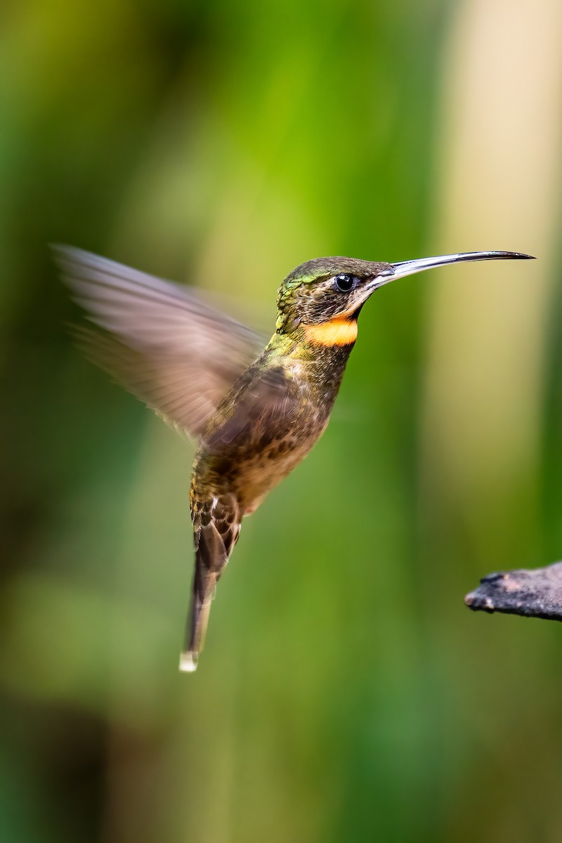 Pale-tailed Barbthroat - Chris S. Wood