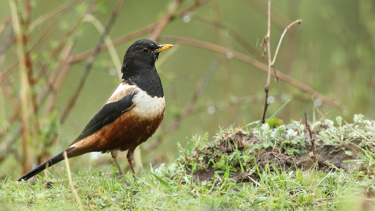 White-backed Thrush - ML41284051