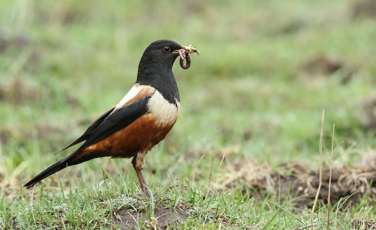 White-backed Thrush - ML41284081