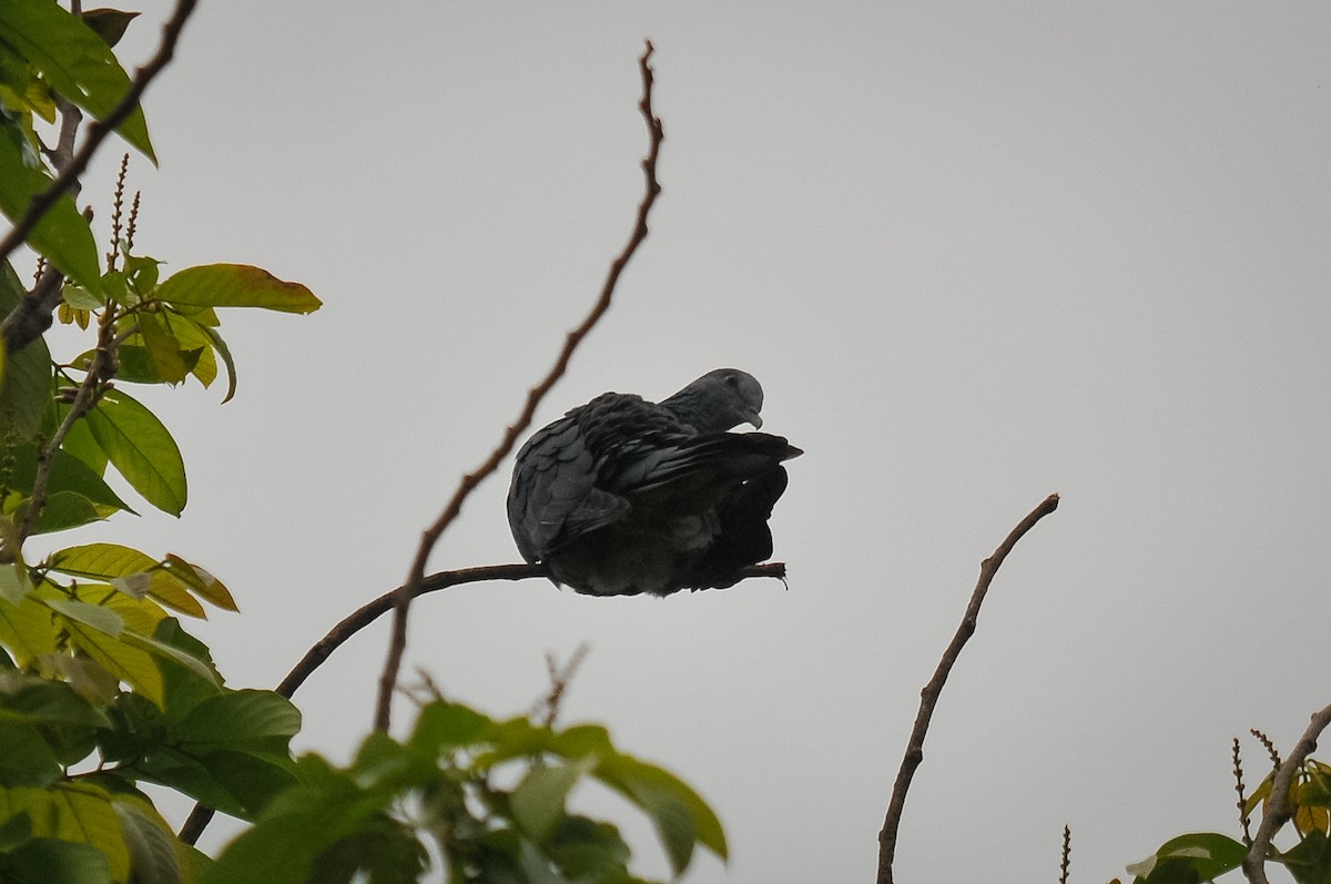 Sao Tome Pigeon - ML412841601