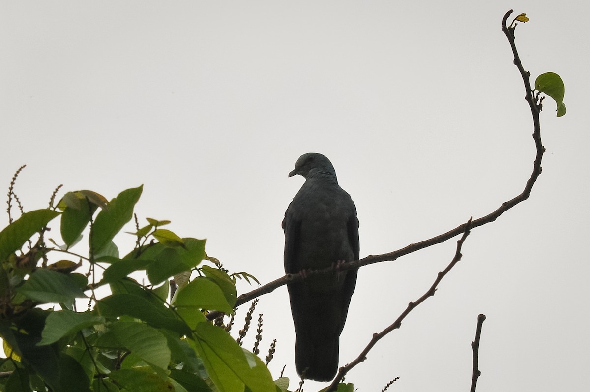 Pigeon de Malherbe - ML412841611