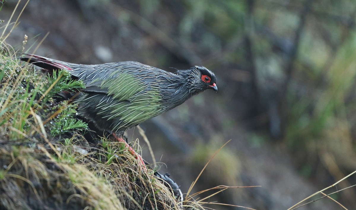 Blood Pheasant - ML41284321