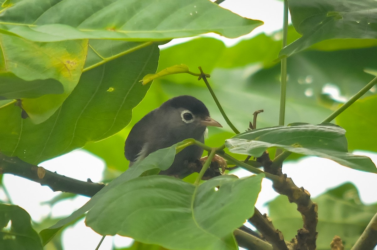 Black-capped Speirops - ML412843831