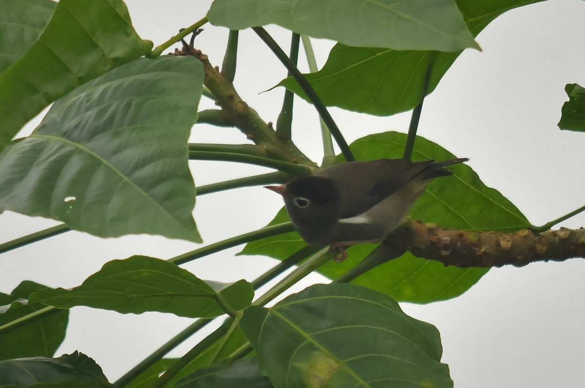 Black-capped Speirops - ML412843851