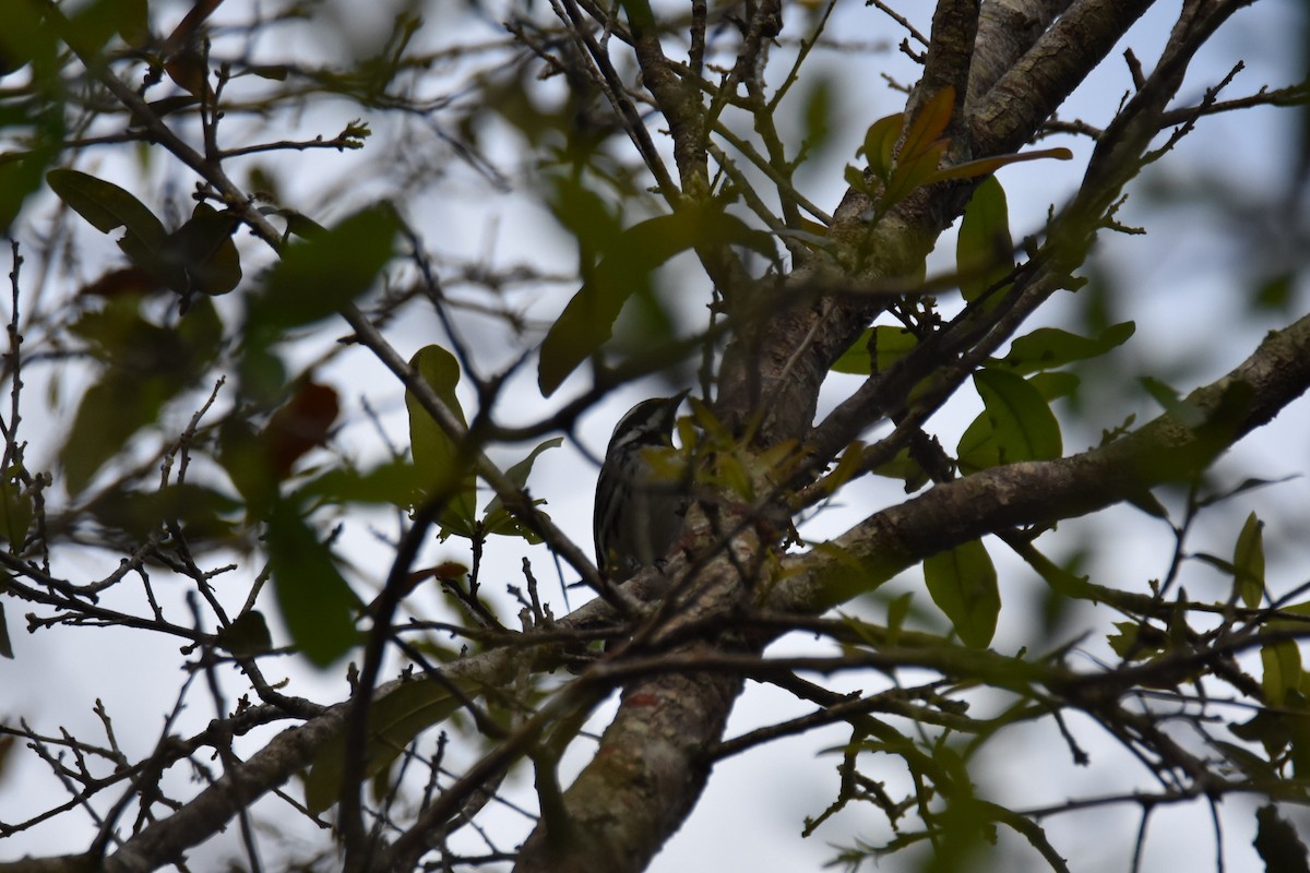 Black-throated Gray Warbler - ML412843931