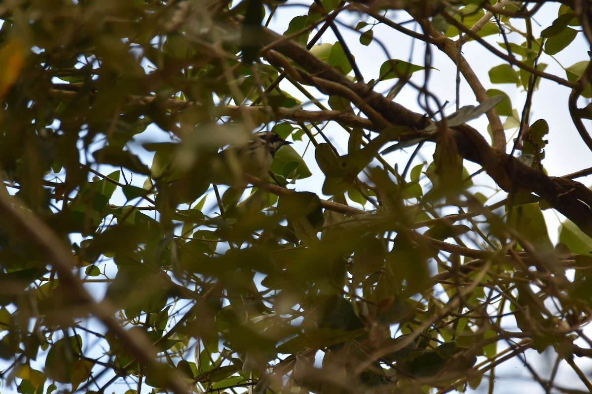 Black-throated Gray Warbler - ML412844021