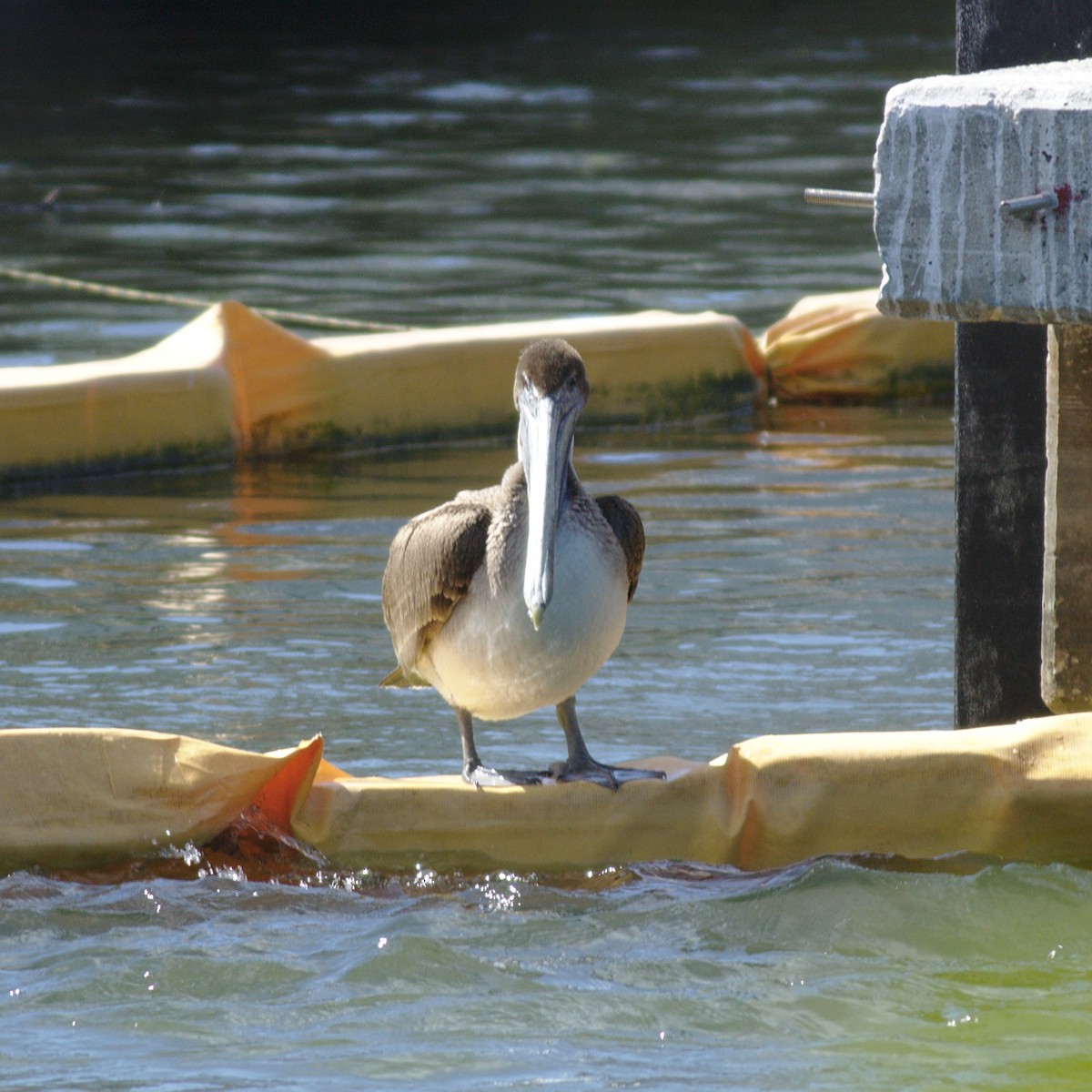 pelikán hnědý (ssp. carolinensis) - ML412844411