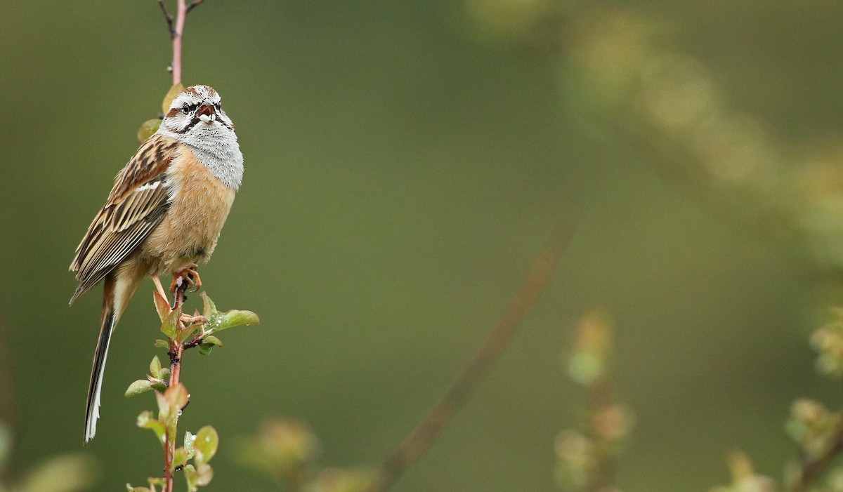 Godlewski's Bunting - ML41284631