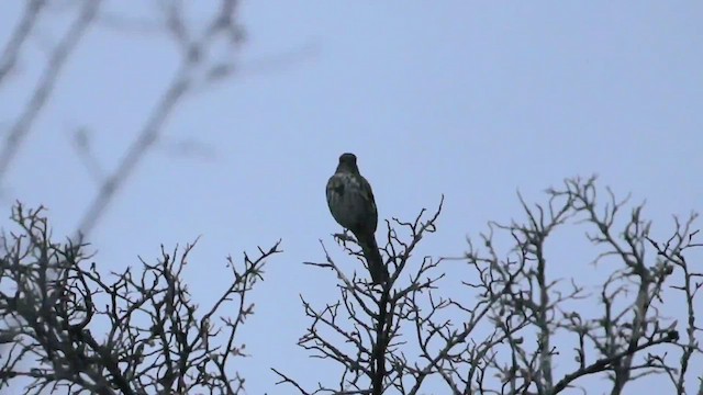 Fox Sparrow (Slate-colored) - ML412846621