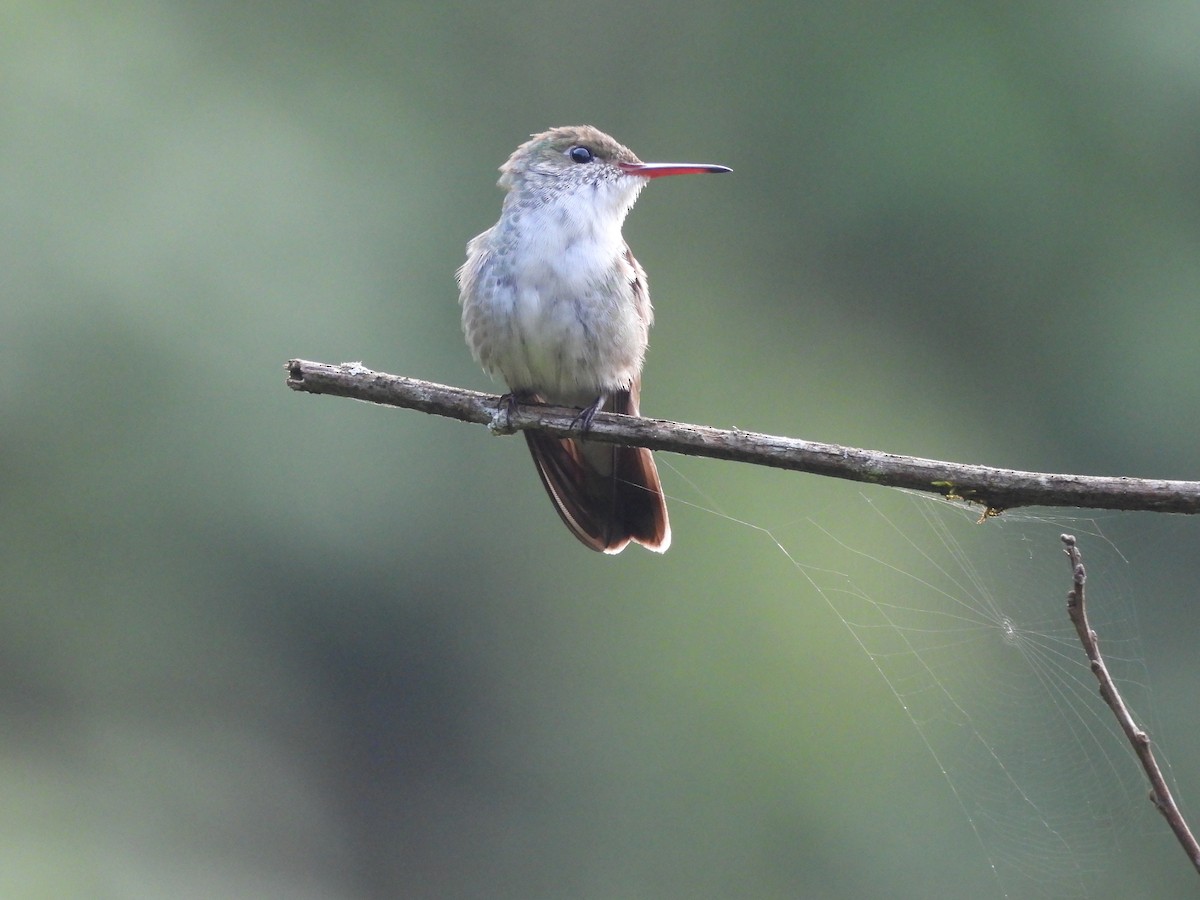 White-bellied Emerald - ML412846891