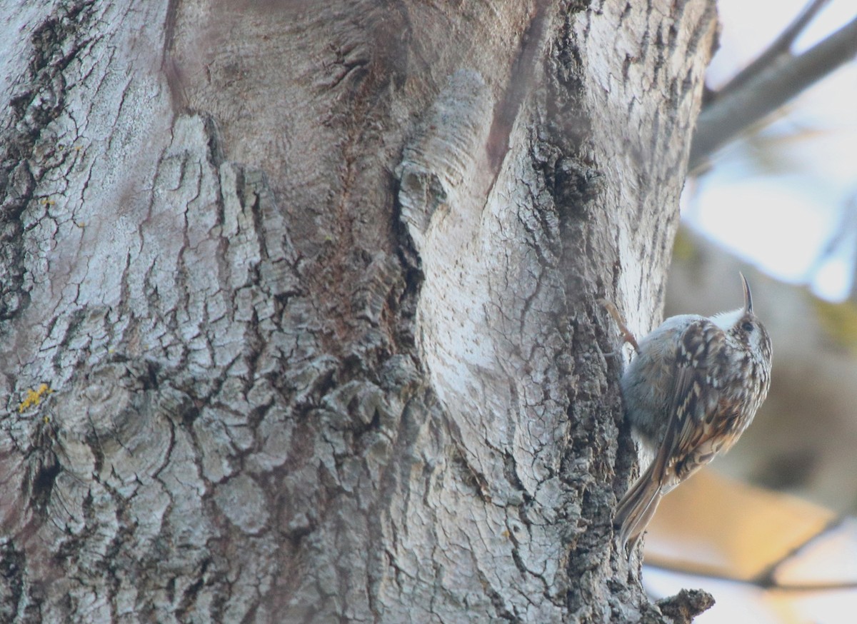 Short-toed Treecreeper - ML412847191