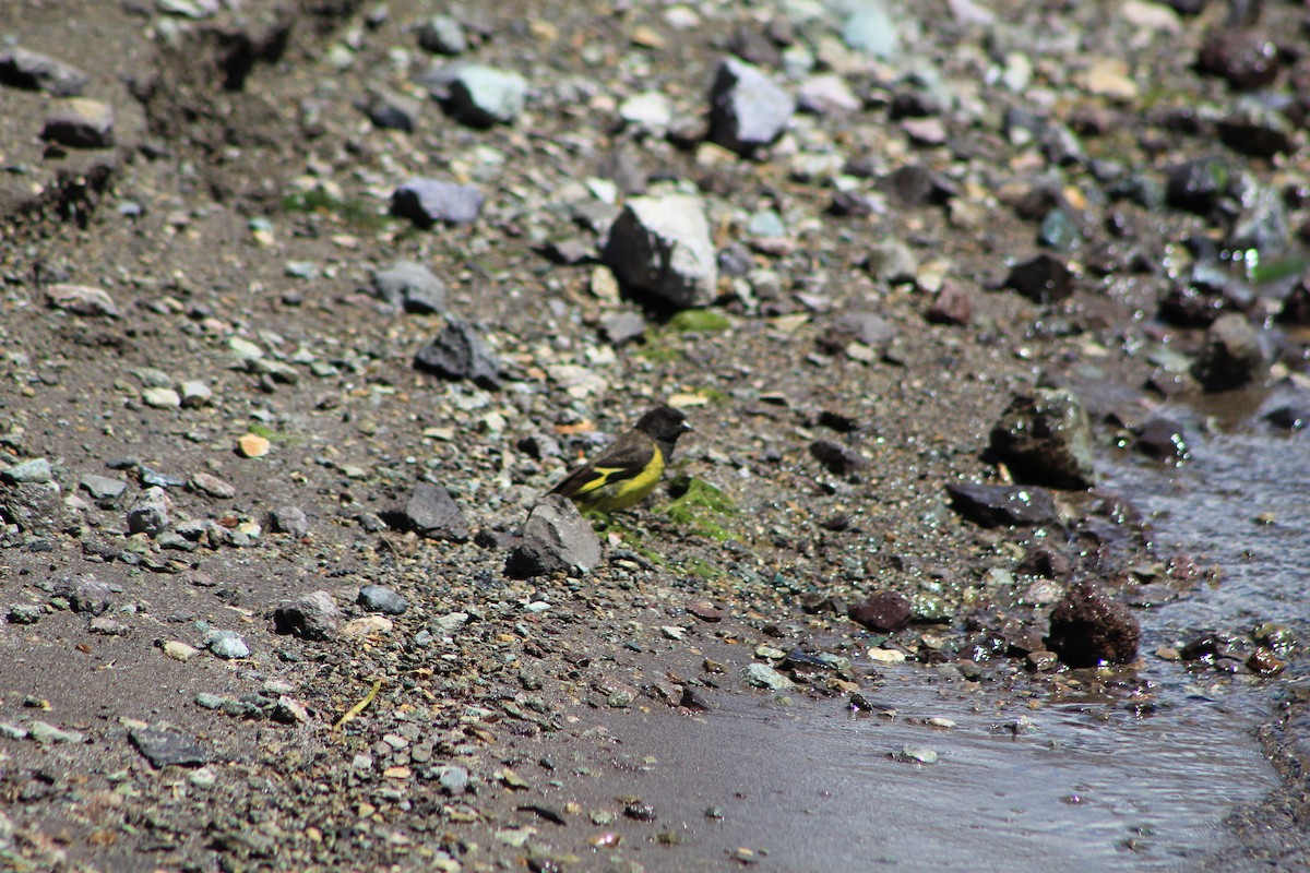 Yellow-rumped Siskin - ML412848391