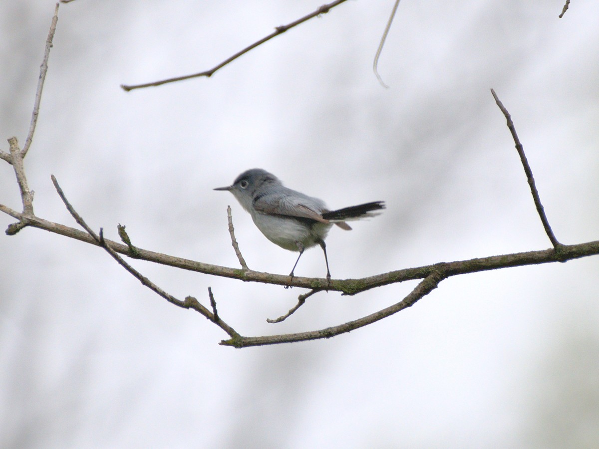 Gobemoucheron gris-bleu - ML412848451