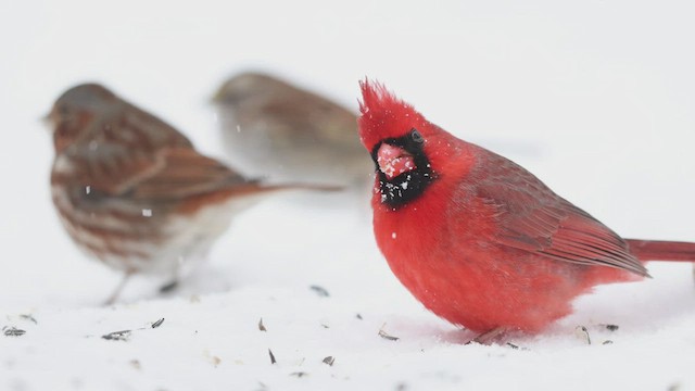 Northern Cardinal - ML412849561