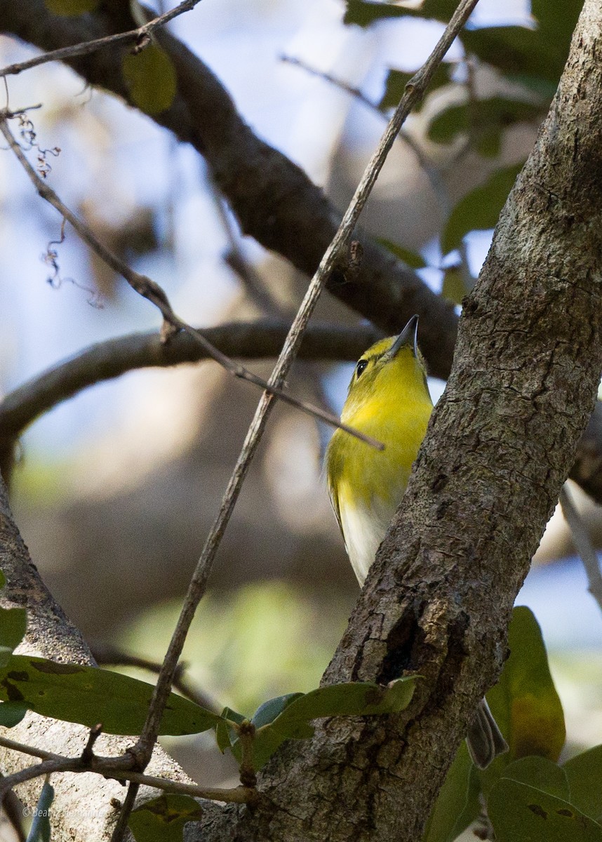 Yellow-throated Vireo - ML412849891