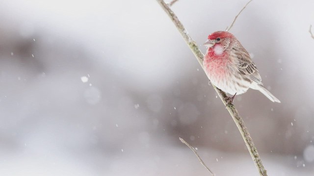 House Finch - ML412850641