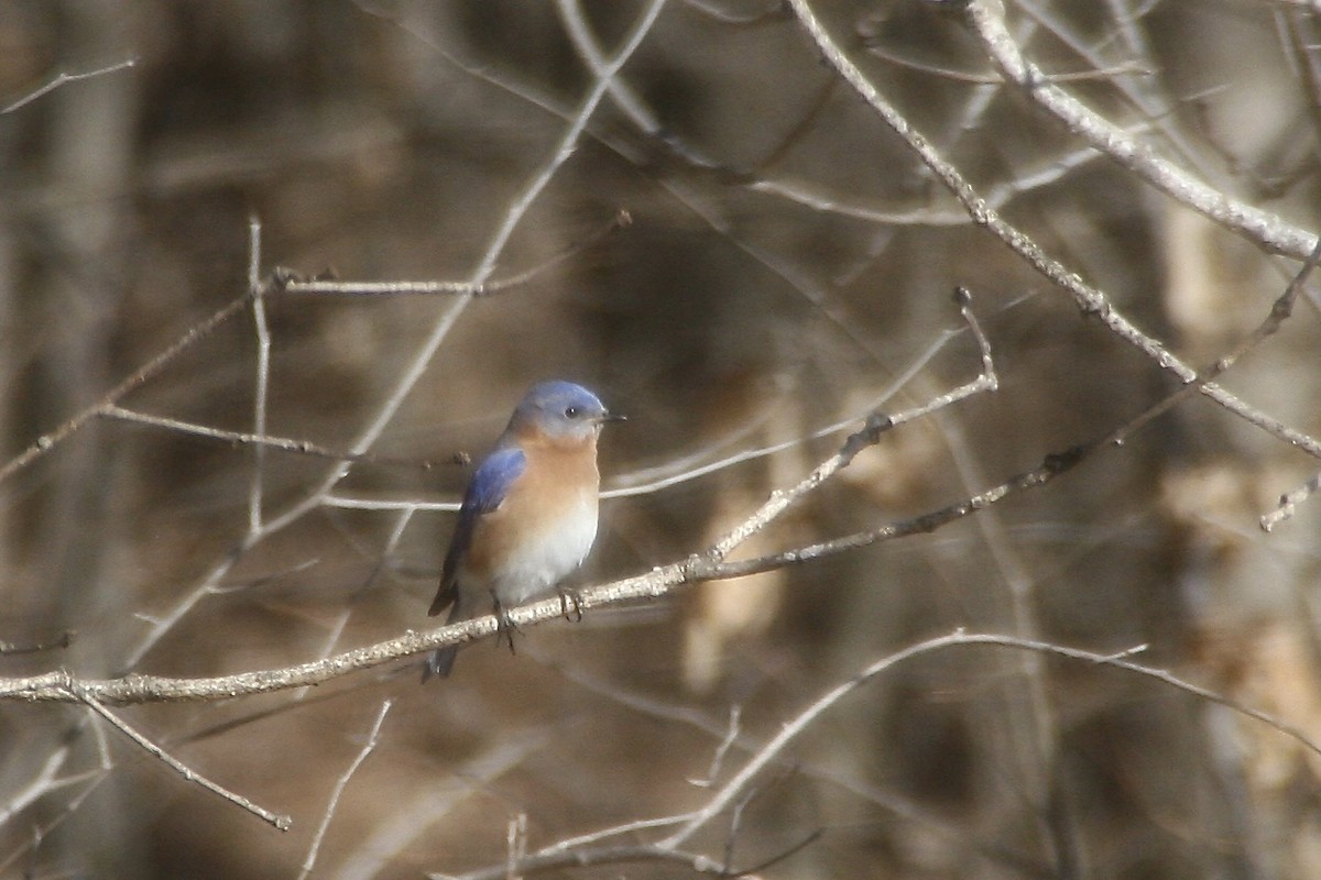 Eastern Bluebird - ML412851921