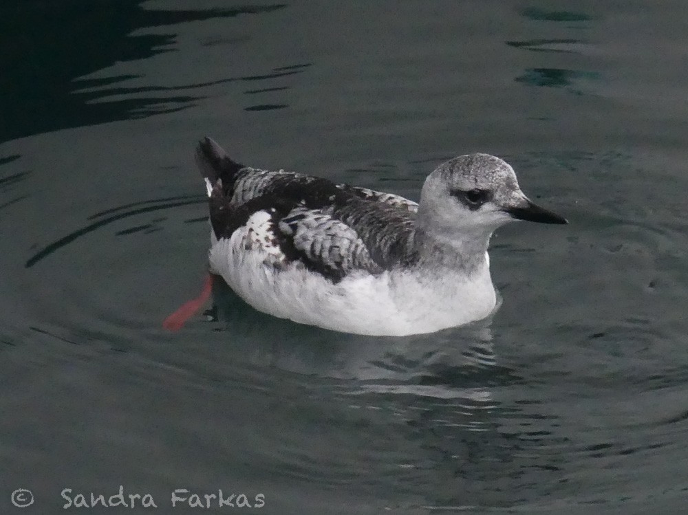 Black Guillemot - ML412855841