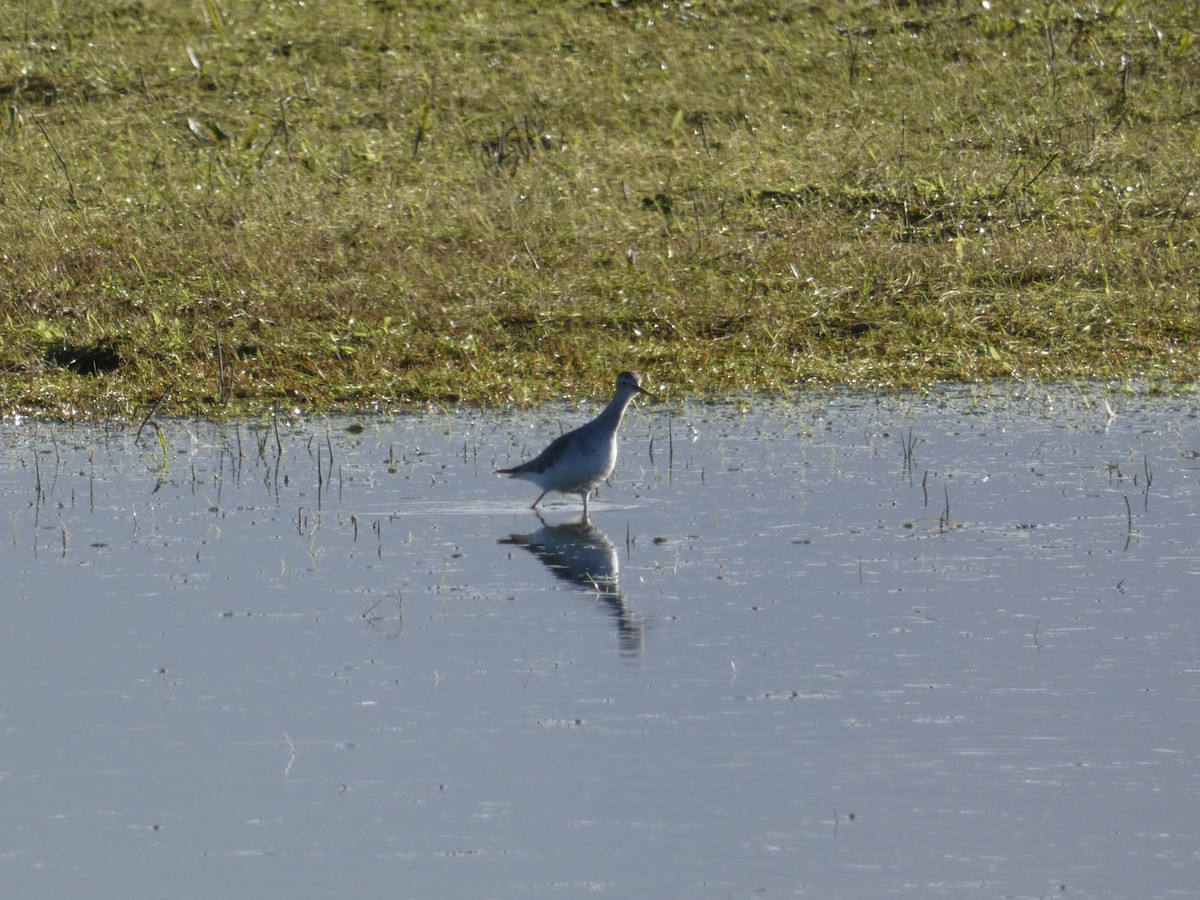 Lesser Yellowlegs - ML412857661