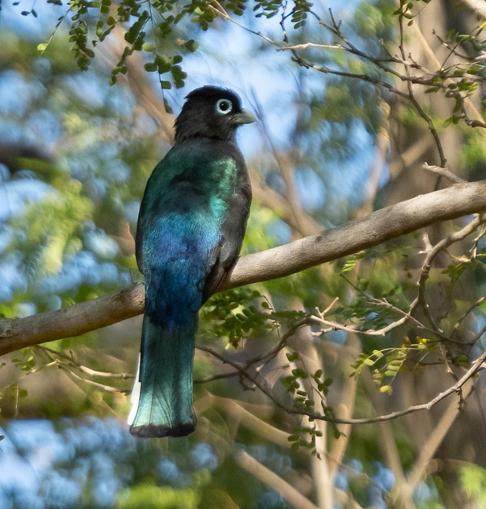 Trogon à tête noire - ML412858331