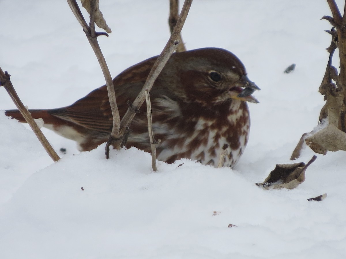 Fox Sparrow - ML412858521