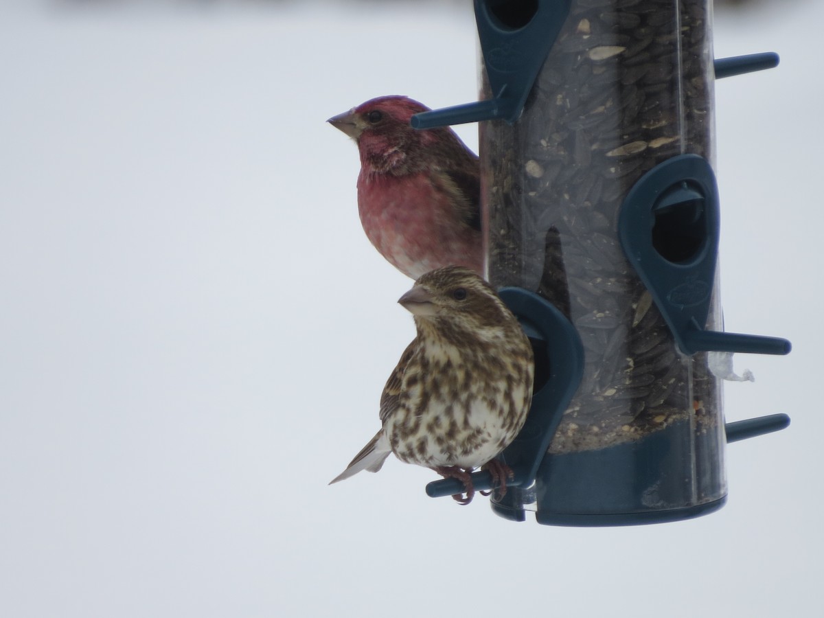 Purple Finch - ML412858851