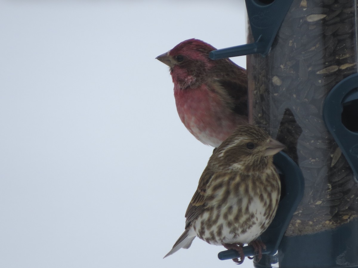 Purple Finch - ML412858861