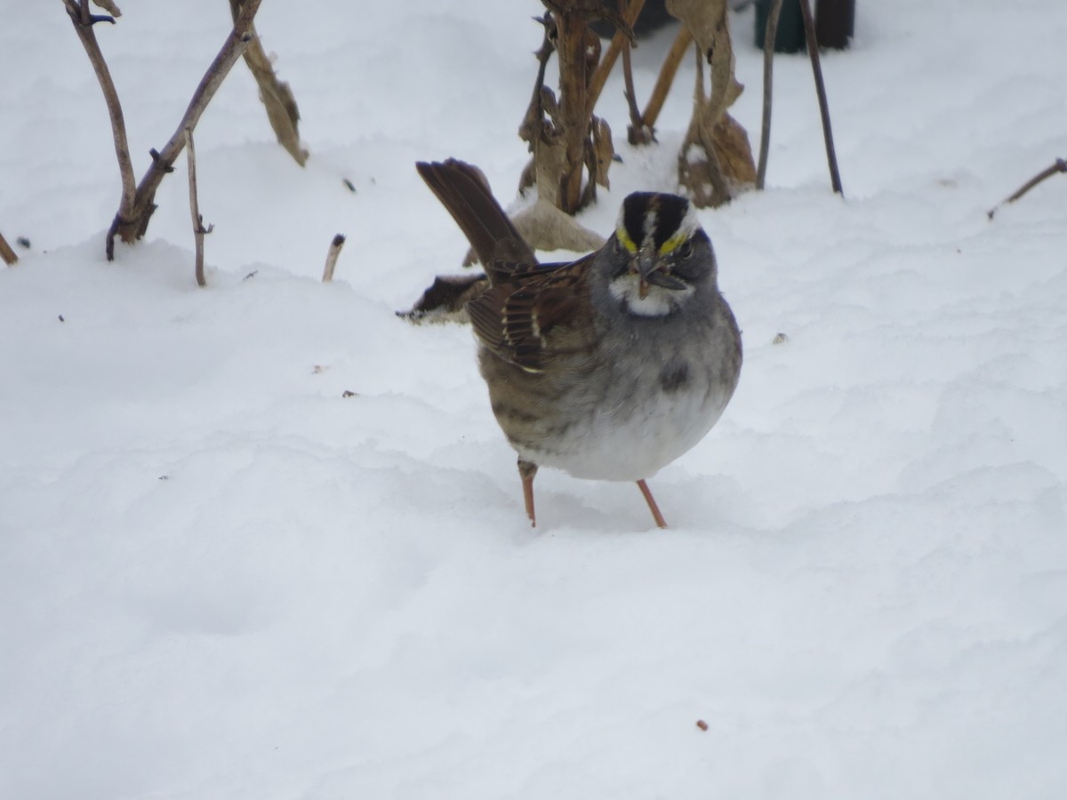 White-throated Sparrow - ML412859171