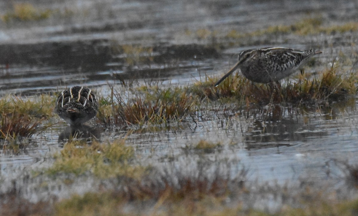 Wilson's Snipe - Barbara Seith