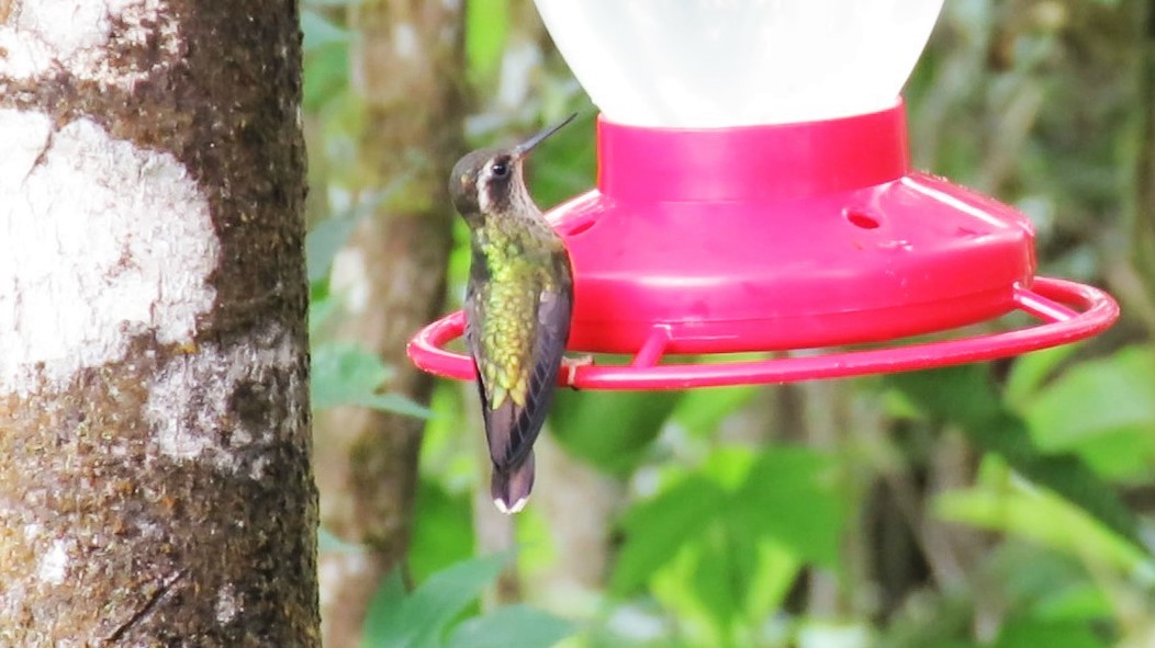 Speckled Hummingbird - ML412860791
