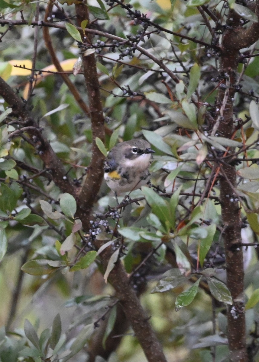 Yellow-rumped Warbler - ML412860981