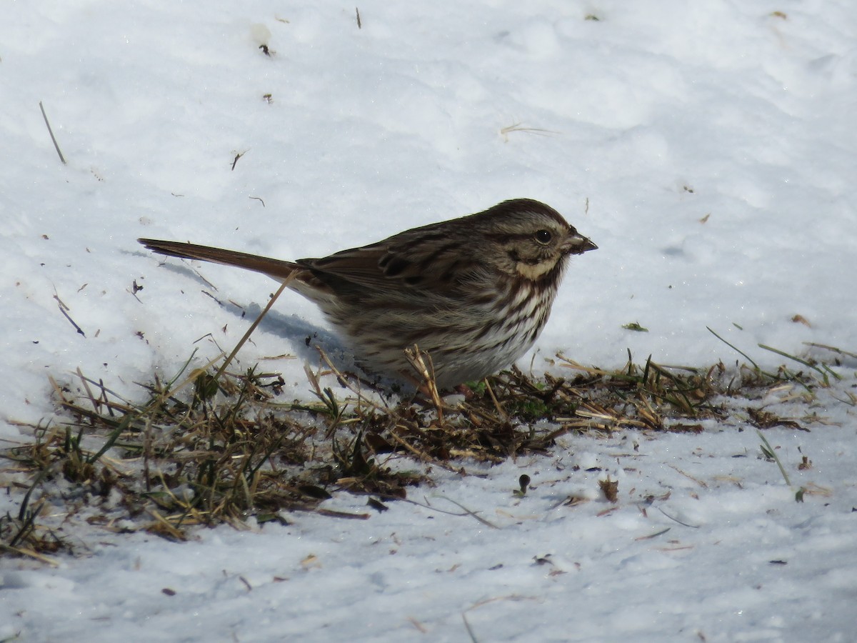 Song Sparrow - Pete Fenner