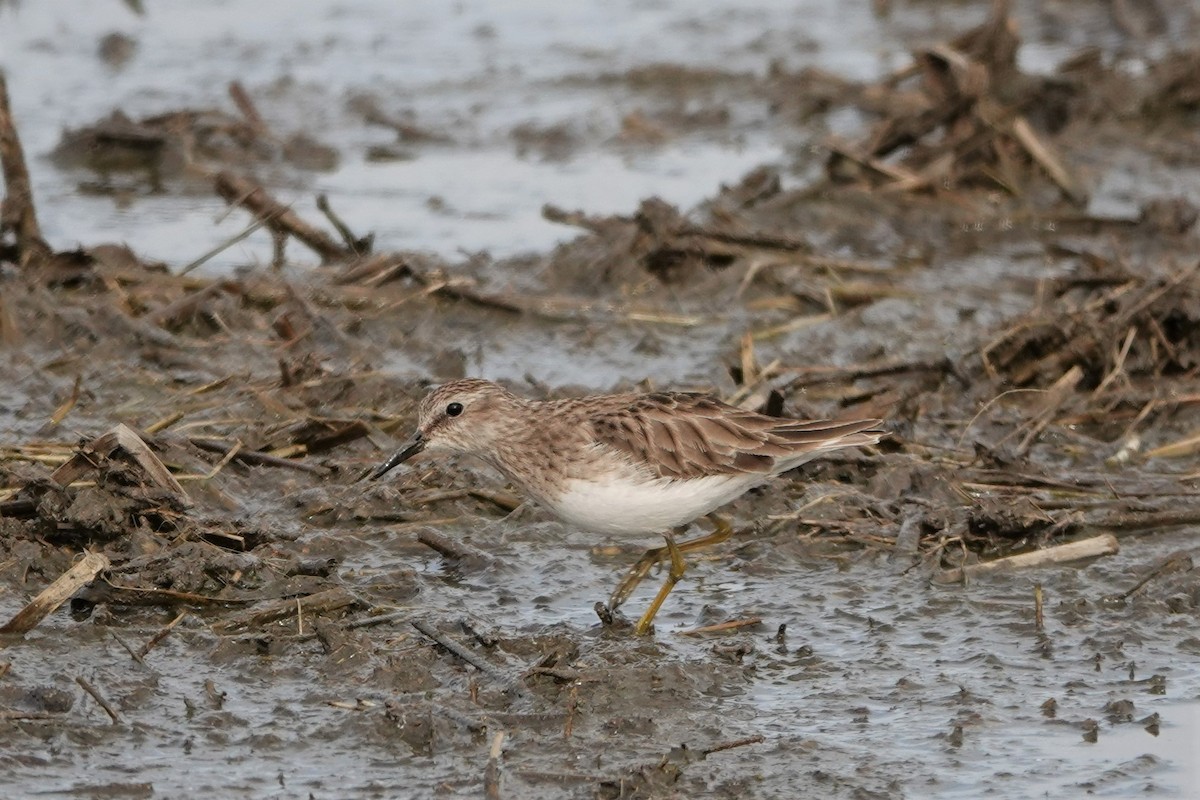 Least Sandpiper - ML412862681