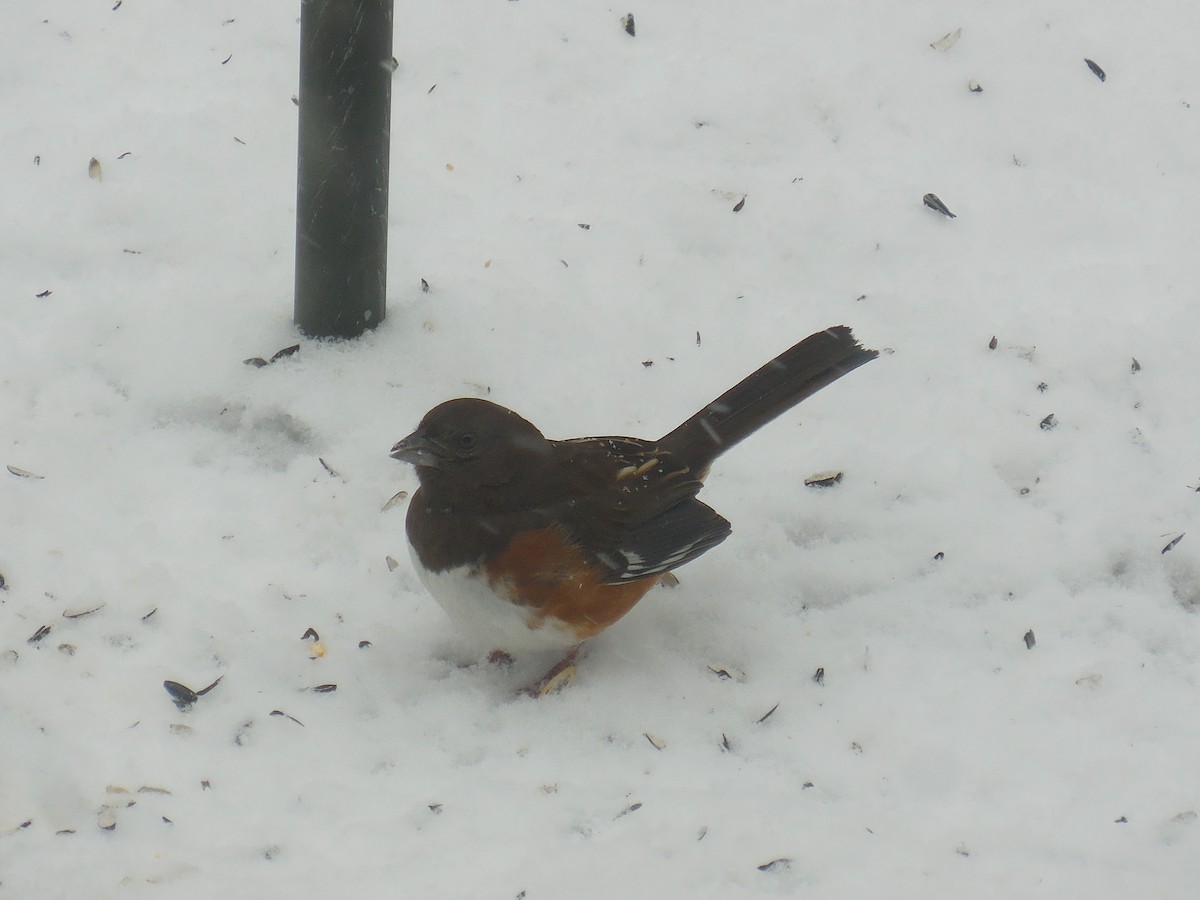 Eastern Towhee - ML412862731