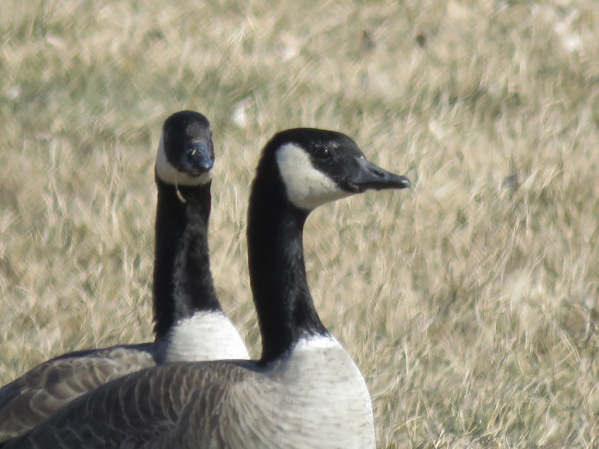 Cackling Goose - ML412863841