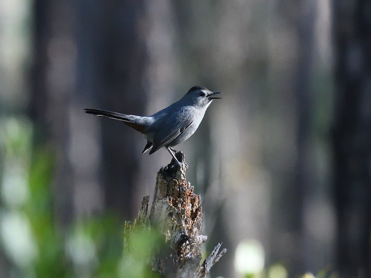 Gray Catbird - ML412865791