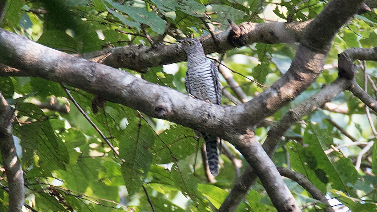 Common Cuckoo - ML41286711