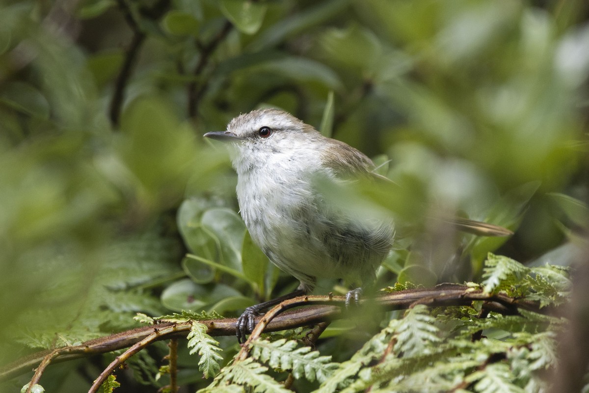Chatham Islands Gerygone - Oscar Thomas