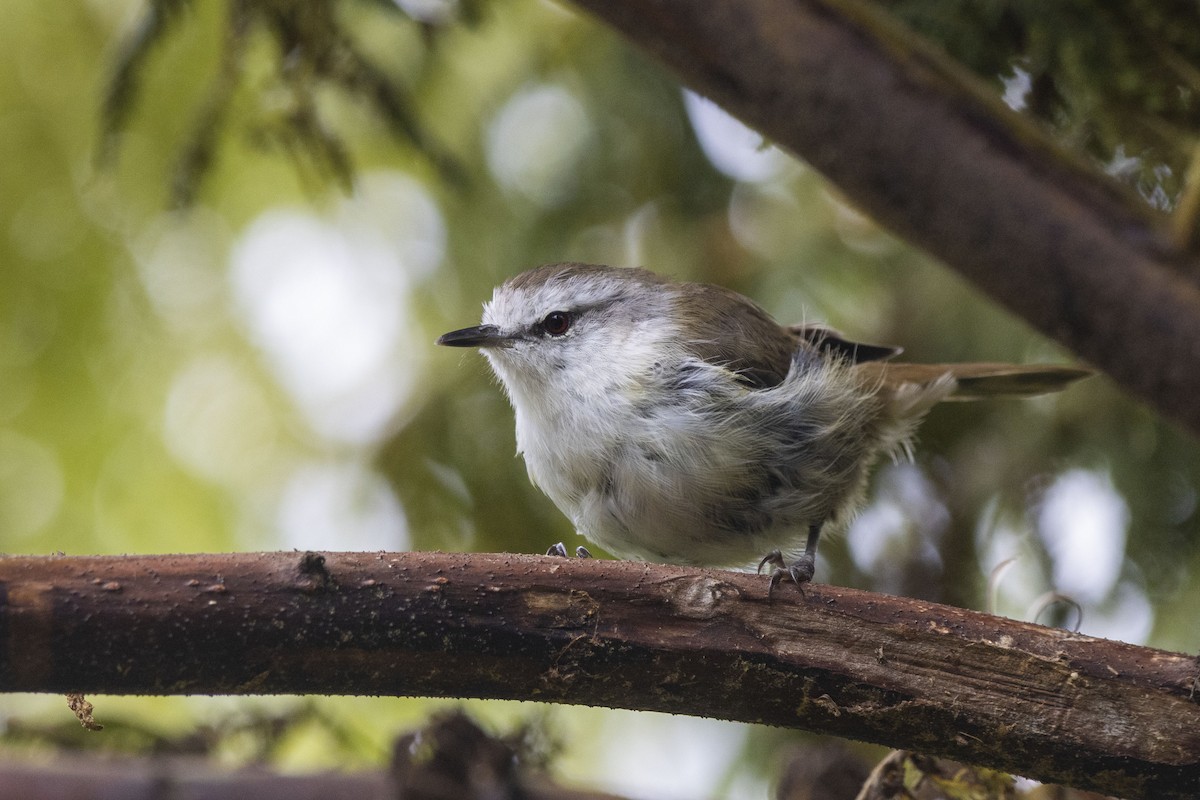 Chatham Island Gerygone - Oscar Thomas