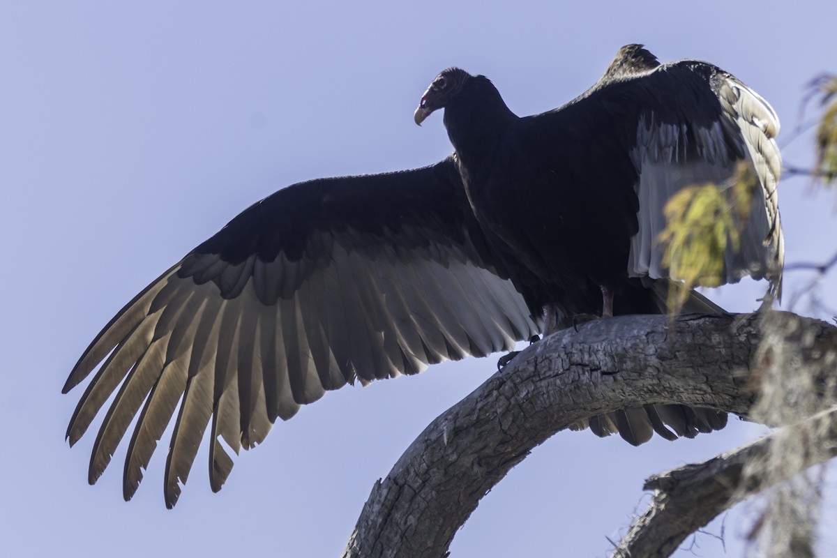 Turkey Vulture - ML412868271