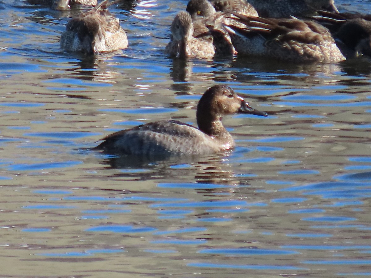 Canvasback - ML412868331